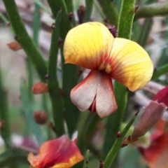 Bossiaea riparia at Yaouk, NSW - 5 Nov 2023 by JARS