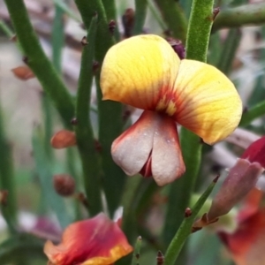 Bossiaea riparia at Yaouk, NSW - suppressed