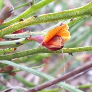 Bossiaea riparia at Yaouk, NSW - suppressed