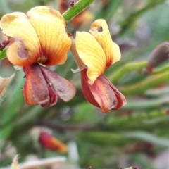 Bossiaea riparia at Yaouk, NSW - suppressed