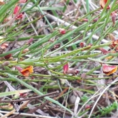 Bossiaea riparia at Yaouk, NSW - suppressed