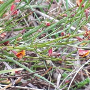 Bossiaea riparia at Yaouk, NSW - suppressed