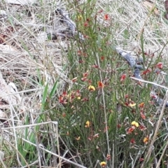 Bossiaea riparia at Yaouk, NSW - suppressed