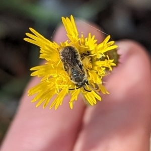 Lasioglossum (Chilalictus) lanarium at Phillip, ACT - 17 Nov 2023 09:54 AM