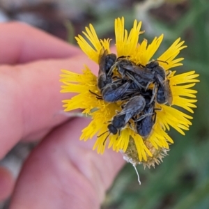 Lasioglossum (Chilalictus) lanarium at Phillip, ACT - 17 Nov 2023 09:54 AM