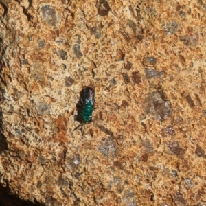 Chrysididae (family) at Phillip, ACT - 26 Oct 2023 03:52 PM