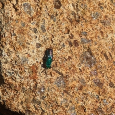 Chrysididae (family) (Cuckoo wasp or Emerald wasp) at Phillip, ACT - 26 Oct 2023 by stofbrew