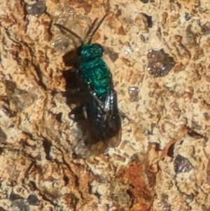 Chrysididae (family) at Phillip, ACT - 26 Oct 2023 03:52 PM