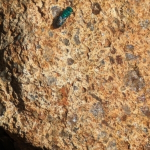 Chrysididae (family) at Phillip, ACT - 26 Oct 2023 03:52 PM