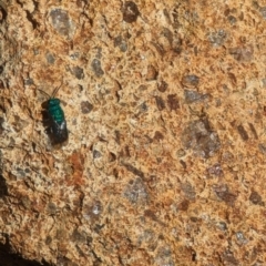 Chrysididae (family) at Phillip, ACT - 26 Oct 2023 03:52 PM