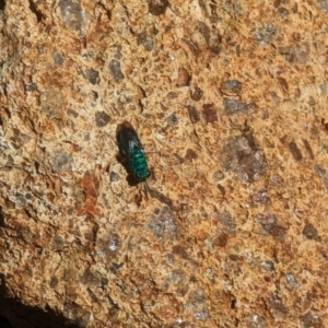 Chrysididae (family) at Phillip, ACT - 26 Oct 2023 03:52 PM