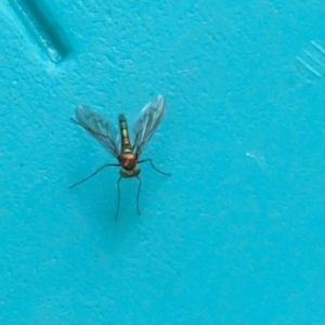 Heteropsilopus sp. (genus) at Phillip, ACT - 27 Oct 2023 02:55 PM