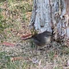 Sericornis frontalis at University of Canberra - 15 Nov 2023