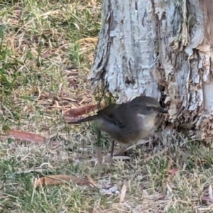 Sericornis frontalis at University of Canberra - 15 Nov 2023 05:16 PM