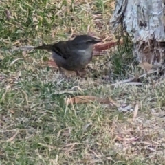 Sericornis frontalis at University of Canberra - 15 Nov 2023