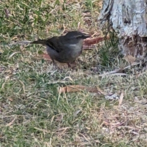 Sericornis frontalis at University of Canberra - 15 Nov 2023 05:16 PM