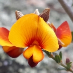 Mirbelia oxylobioides (Mountain Mirbelia) at Yaouk, NSW - 5 Nov 2023 by JARS