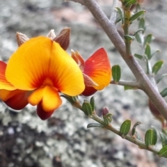 Mirbelia oxylobioides at Yaouk, NSW - suppressed