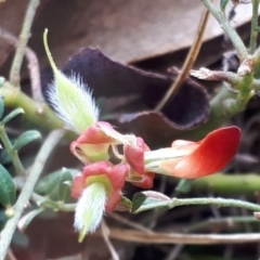 Mirbelia oxylobioides at Yaouk, NSW - suppressed