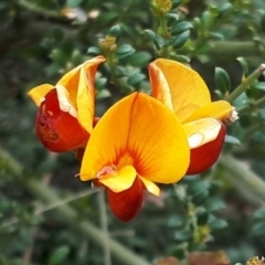 Mirbelia oxylobioides at Yaouk, NSW - suppressed