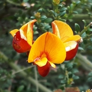 Mirbelia oxylobioides at Yaouk, NSW - suppressed