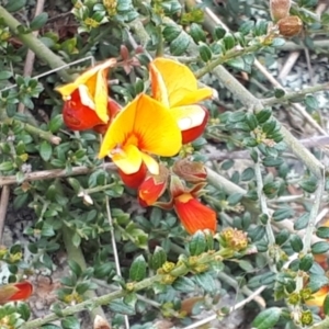 Mirbelia oxylobioides at Yaouk, NSW - suppressed