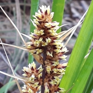 Lomandra longifolia at Yaouk, NSW - suppressed