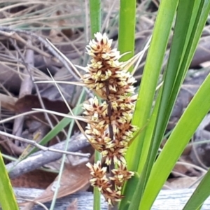 Lomandra longifolia at Yaouk, NSW - suppressed