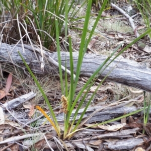 Lomandra longifolia at Yaouk, NSW - suppressed