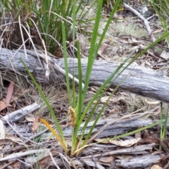 Lomandra longifolia at Yaouk, NSW - 5 Nov 2023
