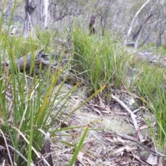 Lomandra longifolia at Yaouk, NSW - suppressed