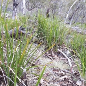 Lomandra longifolia at Yaouk, NSW - suppressed