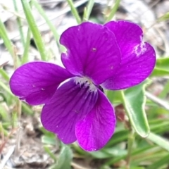 Viola betonicifolia subsp. betonicifolia (Arrow-Leaved Violet) at Yaouk, NSW - 5 Nov 2023 by JARS