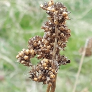 Juncus australis at Yaouk, NSW - 5 Nov 2023