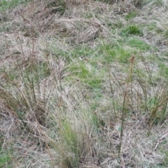 Juncus australis at Yaouk, NSW - suppressed