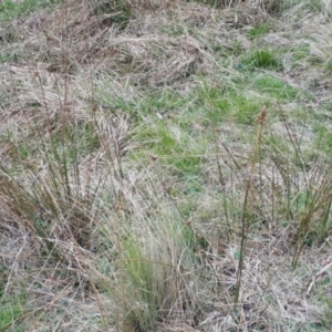 Juncus australis at Yaouk, NSW - suppressed