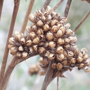 Juncus australis at Yaouk, NSW - suppressed