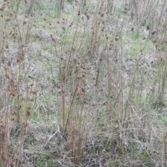 Juncus australis at Yaouk, NSW - suppressed