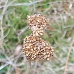 Juncus australis at Yaouk, NSW - suppressed