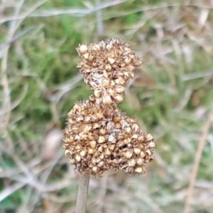 Juncus australis at Yaouk, NSW - suppressed