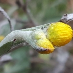 Chrysocephalum apiculatum (Common Everlasting) at Yaouk, NSW - 5 Nov 2023 by JARS