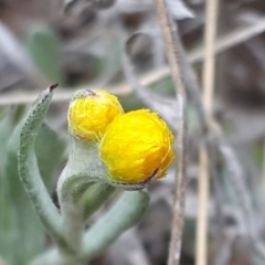 Chrysocephalum apiculatum at Yaouk, NSW - 5 Nov 2023