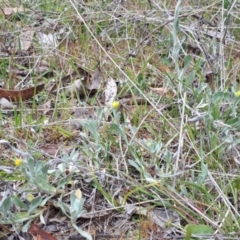 Chrysocephalum apiculatum at Yaouk, NSW - 5 Nov 2023