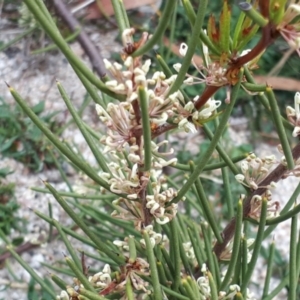 Hakea microcarpa at Yaouk, NSW - suppressed