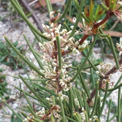 Hakea microcarpa (Small-fruit Hakea) at Yaouk, NSW - 5 Nov 2023 by JARS