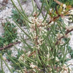 Hakea microcarpa at Yaouk, NSW - suppressed