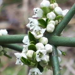 Discaria pubescens (Australian Anchor Plant) at Yaouk, NSW - 5 Nov 2023 by JARS