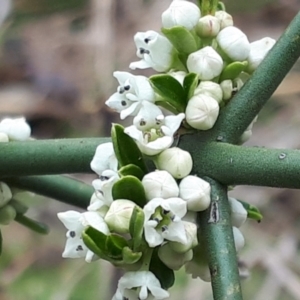Discaria pubescens at Yaouk, NSW - 5 Nov 2023
