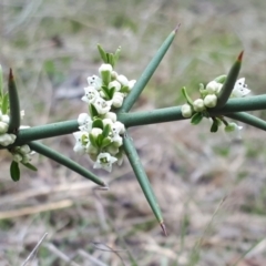 Discaria pubescens at Yaouk, NSW - 5 Nov 2023
