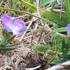 Veronica gracilis (Slender Speedwell) at Yaouk, NSW - 4 Nov 2023 by JARS